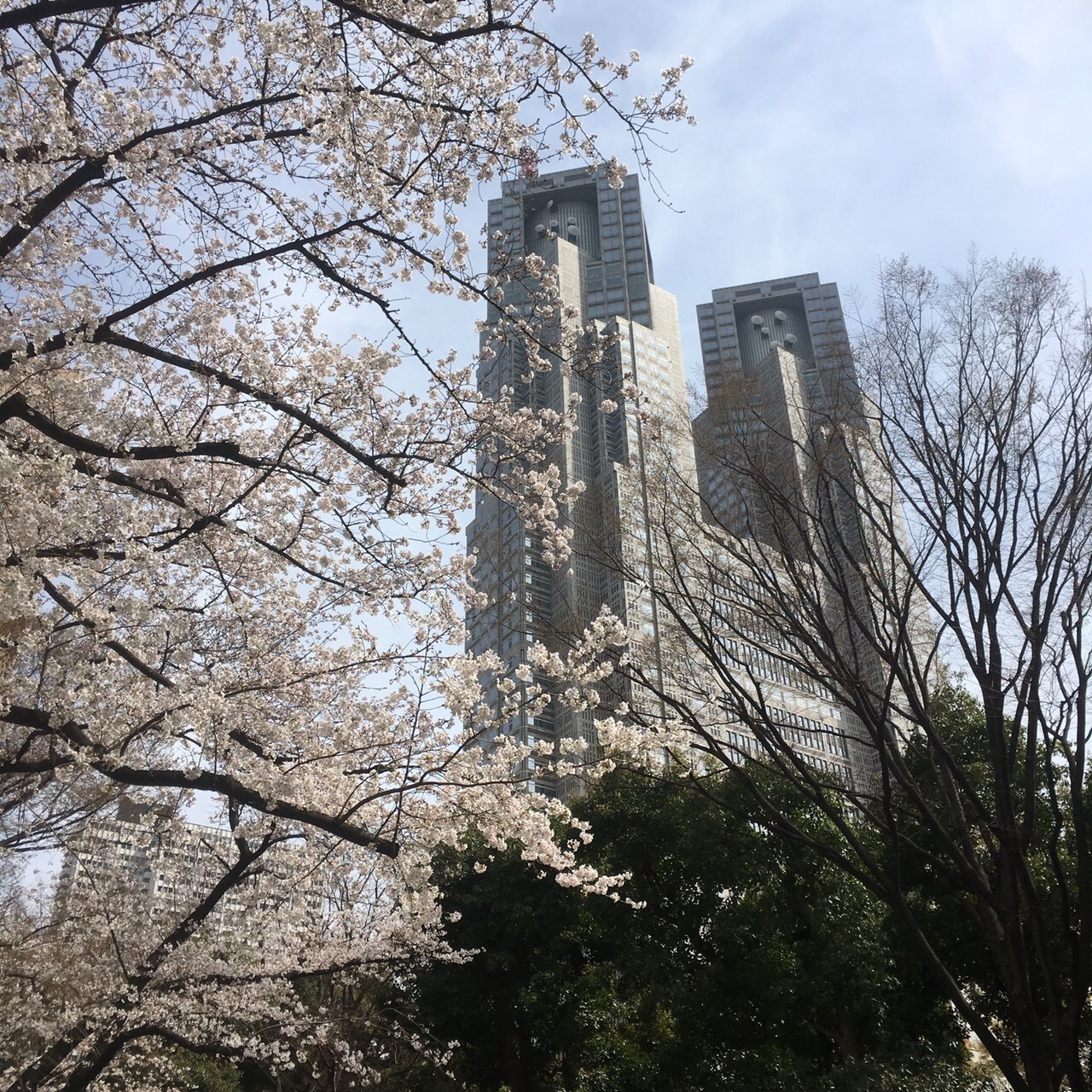 西新宿も桜満開